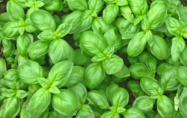 Men&ugrave; Basilico