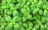 Men&ugrave; Basilico