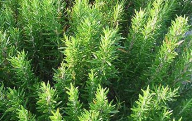 Men&ugrave; Rosmarino